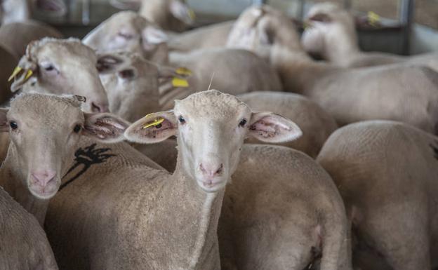 Ejemplares de ovejas merinas de cinco meses en la finca La Cocosa.