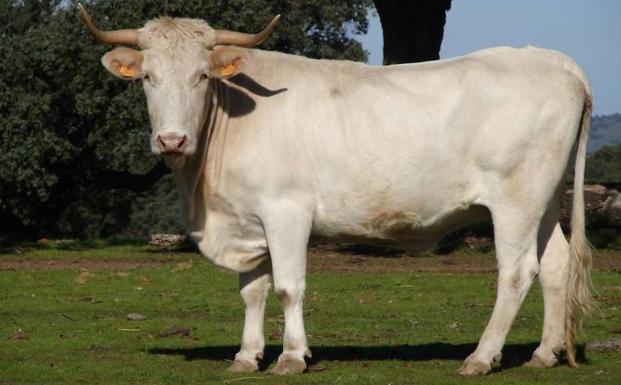La vaca blanca cacereña, reconocida como raza 100% autóctona