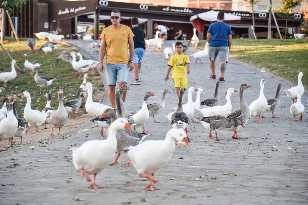 Los caminos repletos de ocas, gansos y patos y sus excrementos. :: josé vicente arnelas