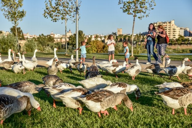 Patos, ocas y gansos comiendo césped en el parque del río. :: j. v. arnelas