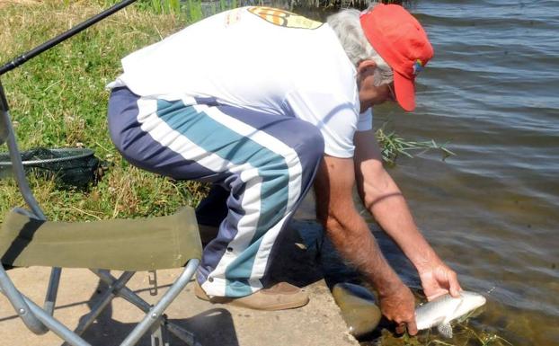 Un pescador devuelve una carpa al Guadiana en Mérida. :: HOY