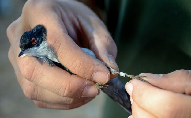 En Badajoz habrá anillamiento científico de aves:: HOY