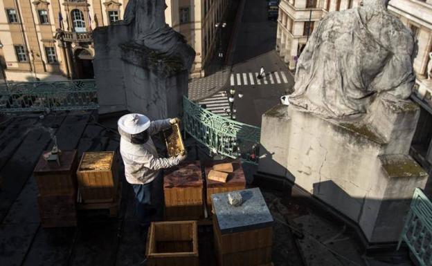Un apicultor revisa un panal de abejas en la azotea del Ayuntamiento de Praga.
