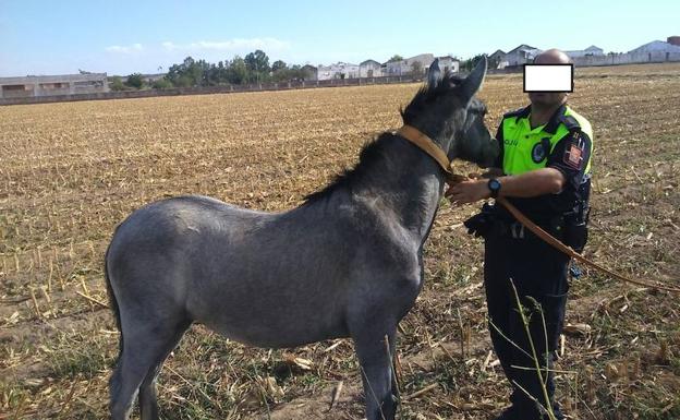 Foto del caballo que estaba suelto invadiendo una calzada de la urbanización pacense de Rincón de Caya.