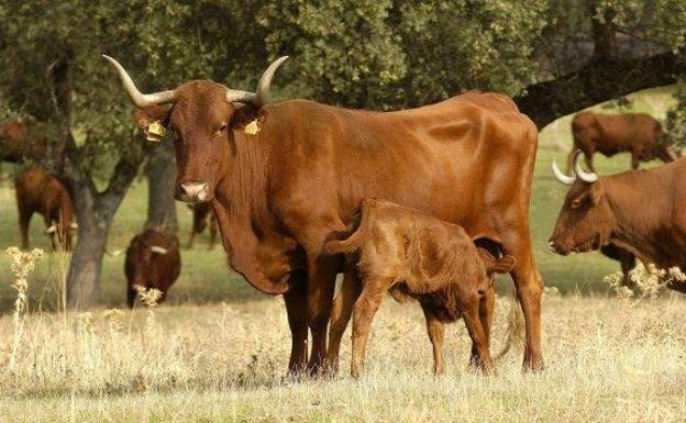 Extremadura declara la emergencia cinegética debido a la tuberculosis