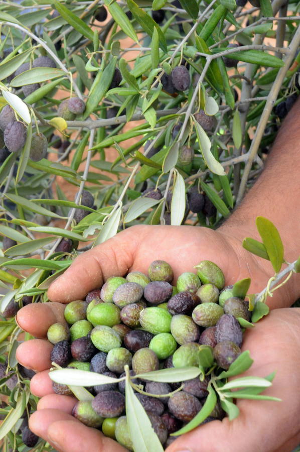 La falta de lluvias provoca que la cosecha de olivas para verdeo sea mucho menor que otros años