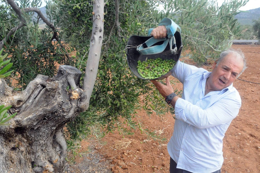 La falta de lluvias provoca que la cosecha de olivas para verdeo sea mucho menor que otros años