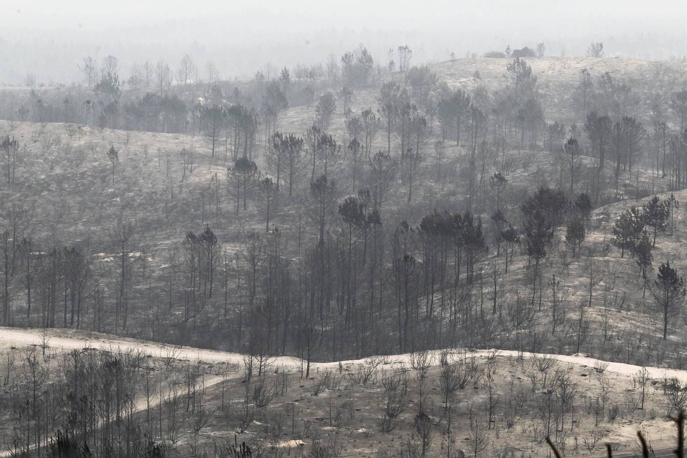 Bosque calcinado tras un incendio forestal declarado en Marinha Grande, centro de Portugal