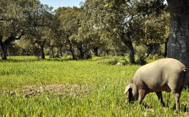 La UE respalda que la PAC considere la dehesa como pastos permanentes