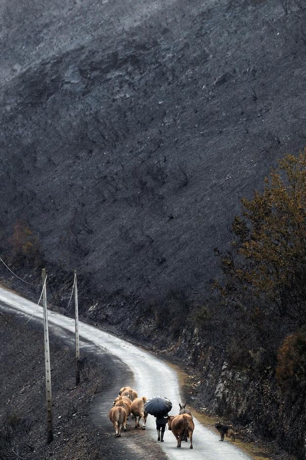 Afectados por el incendio forestal en Galicia, esta semana. :: EFE