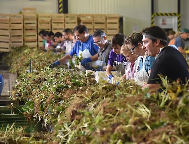 Fila de trabajadores en la nave de Tornavacas haciendo manojos de plantas de fresas. :: DAVID PALMA