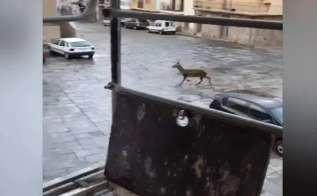 Un ciervo campea por las calles de Bohonal de Ibor