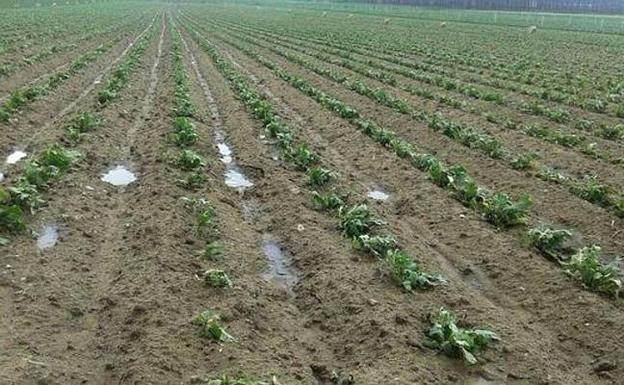 Cultivos daños por pedrisco caído en julio de este año.