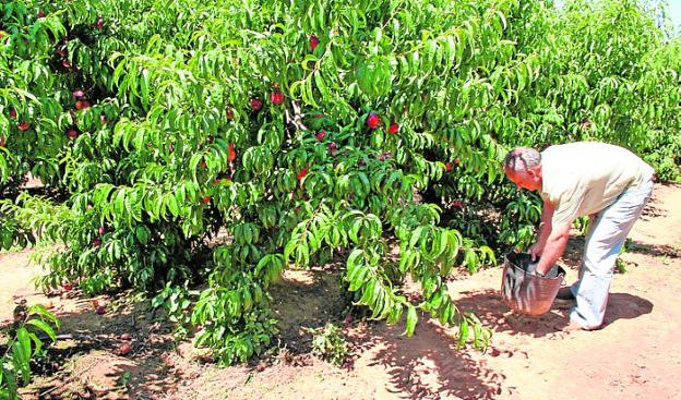 Un agricultor en plena recogida de la fruta en Extremadura. :: hoy