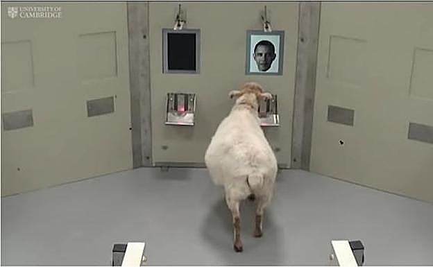 Una oveja reconoce el rostro de Barack Obama.