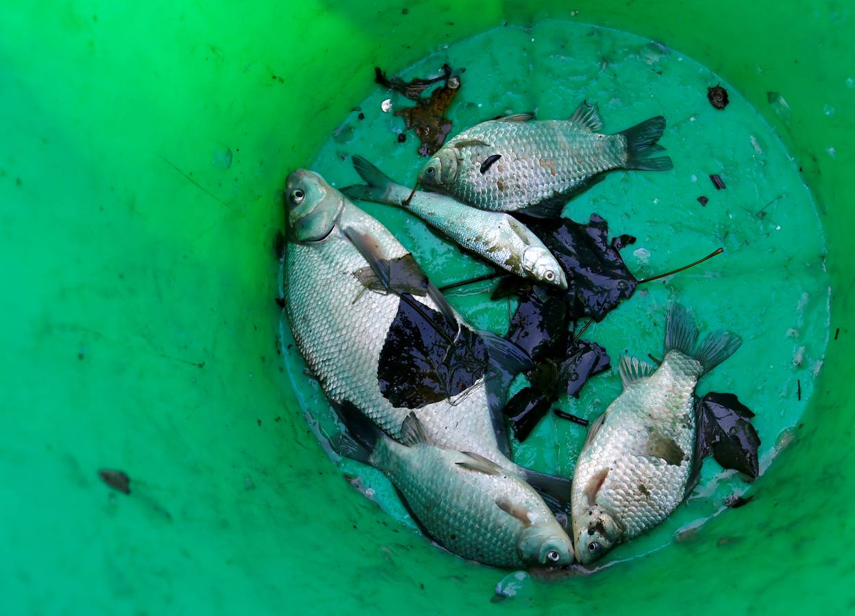 Los pescadores de una de las mayores empresas de pesca de agua dulce de Europa clasifican los peces en la Gran llanura húngara en Hortobagy