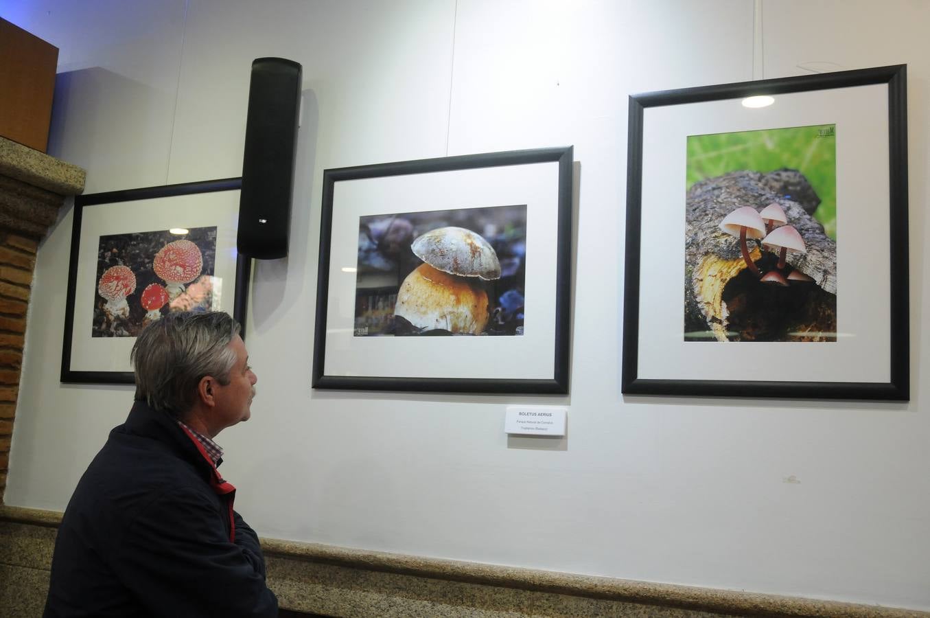 Marco Sánchez expone sus fotografías en el café Alaudae durante todo el mes de noviembre, recreándose en una de sus pasiones, la micología. Fotografías realizadas en noviembre en la dehesa y bosques cercanos a la capital de extremadura, dando forma a los instantes efímeros de los secretos naturales que brotan de la tierra expuestas en macrofotografia de la naturaleza