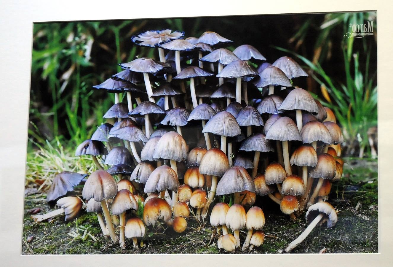 Marco Sánchez expone sus fotografías en el café Alaudae durante todo el mes de noviembre, recreándose en una de sus pasiones, la micología. Fotografías realizadas en noviembre en la dehesa y bosques cercanos a la capital de extremadura, dando forma a los instantes efímeros de los secretos naturales que brotan de la tierra expuestas en macrofotografia de la naturaleza