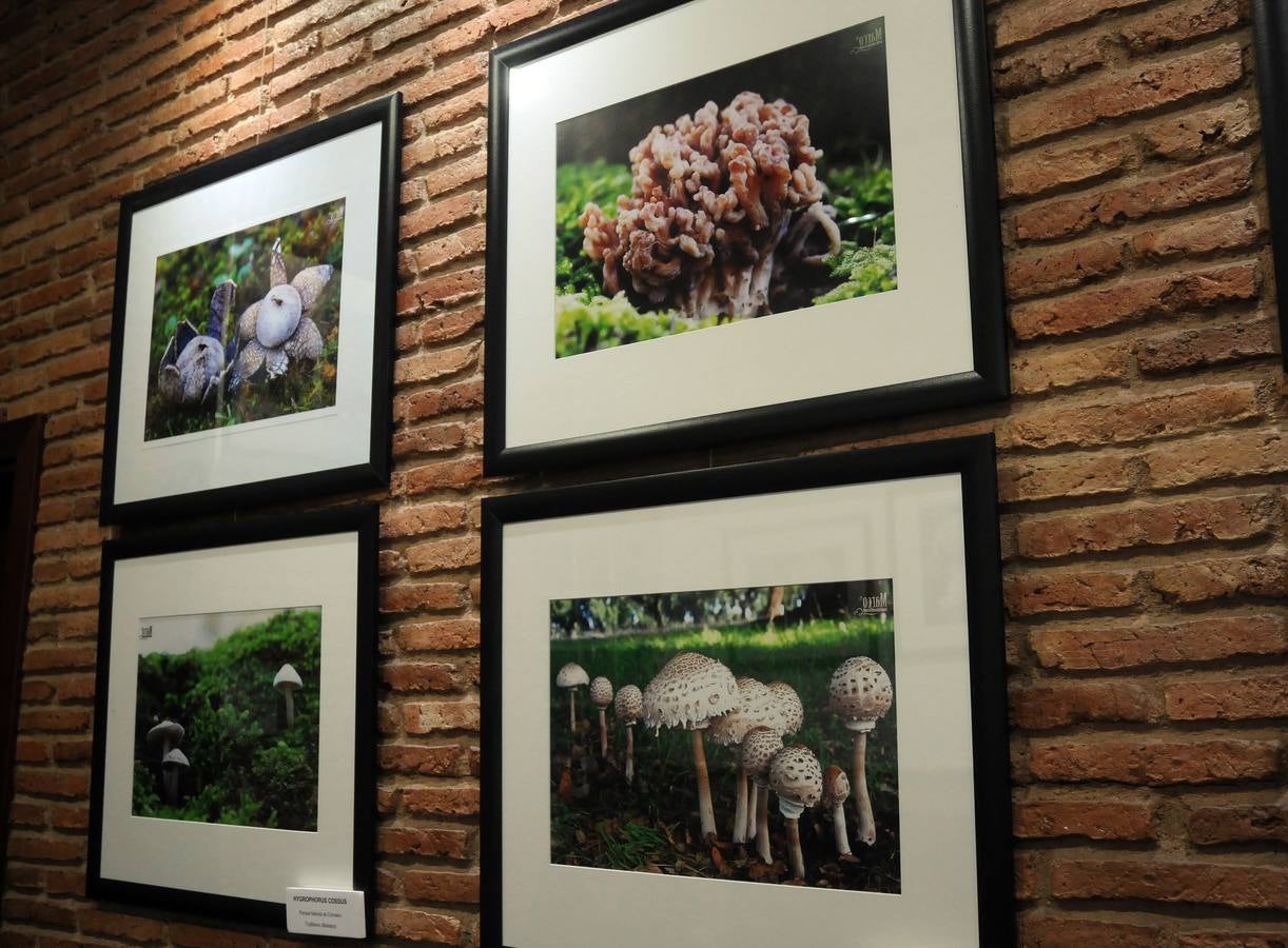 Marco Sánchez expone sus fotografías en el café Alaudae durante todo el mes de noviembre, recreándose en una de sus pasiones, la micología. Fotografías realizadas en noviembre en la dehesa y bosques cercanos a la capital de extremadura, dando forma a los instantes efímeros de los secretos naturales que brotan de la tierra expuestas en macrofotografia de la naturaleza