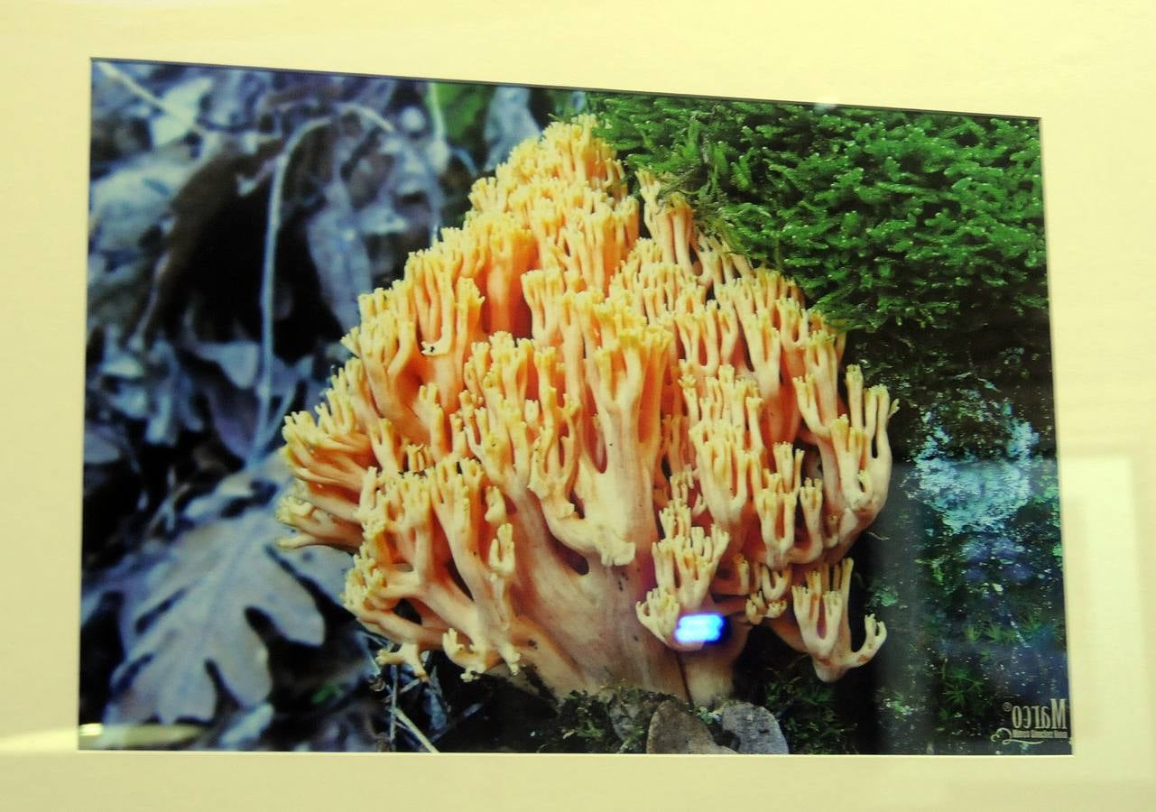 Marco Sánchez expone sus fotografías en el café Alaudae durante todo el mes de noviembre, recreándose en una de sus pasiones, la micología. Fotografías realizadas en noviembre en la dehesa y bosques cercanos a la capital de extremadura, dando forma a los instantes efímeros de los secretos naturales que brotan de la tierra expuestas en macrofotografia de la naturaleza