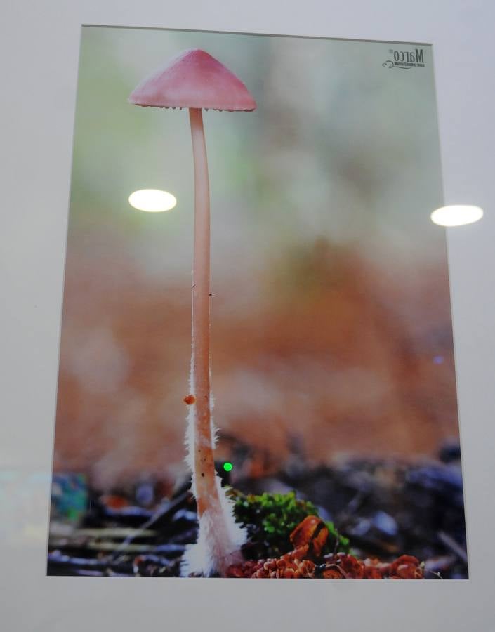 Marco Sánchez expone sus fotografías en el café Alaudae durante todo el mes de noviembre, recreándose en una de sus pasiones, la micología. Fotografías realizadas en noviembre en la dehesa y bosques cercanos a la capital de extremadura, dando forma a los instantes efímeros de los secretos naturales que brotan de la tierra expuestas en macrofotografia de la naturaleza