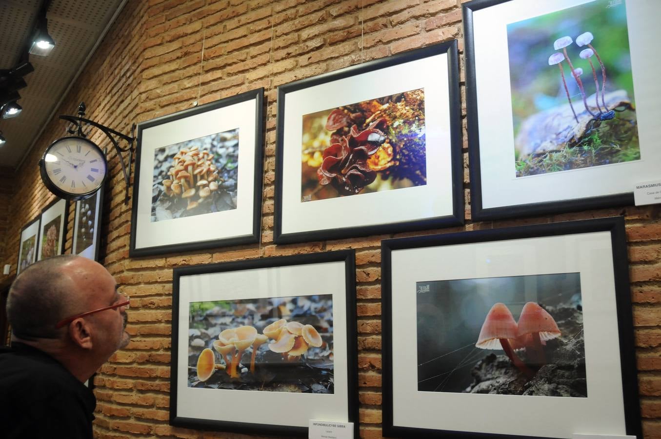 Marco Sánchez expone sus fotografías en el café Alaudae durante todo el mes de noviembre, recreándose en una de sus pasiones, la micología. Fotografías realizadas en noviembre en la dehesa y bosques cercanos a la capital de extremadura, dando forma a los instantes efímeros de los secretos naturales que brotan de la tierra expuestas en macrofotografia de la naturaleza