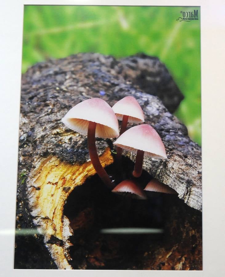 Marco Sánchez expone sus fotografías en el café Alaudae durante todo el mes de noviembre, recreándose en una de sus pasiones, la micología. Fotografías realizadas en noviembre en la dehesa y bosques cercanos a la capital de extremadura, dando forma a los instantes efímeros de los secretos naturales que brotan de la tierra expuestas en macrofotografia de la naturaleza