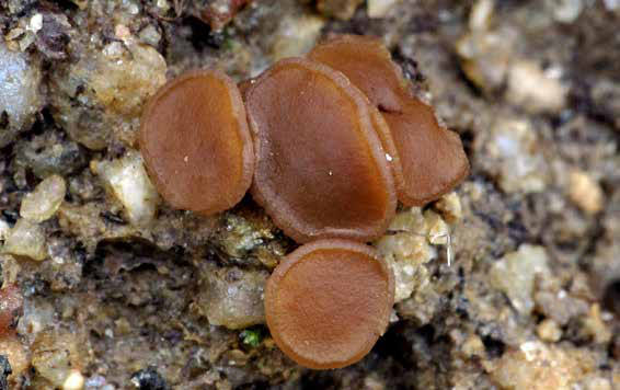 Phaeohelotium succineoguttulatum. 
