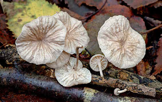 Marasmiellus virgatocutis.