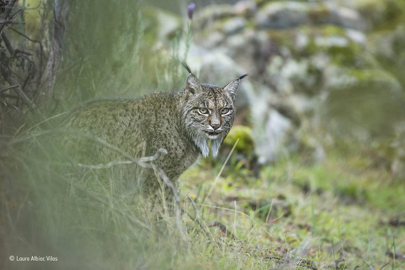 'Mirada de lince'.