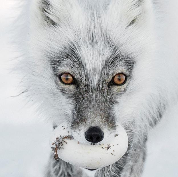 ::SERGEY GORSHKOV