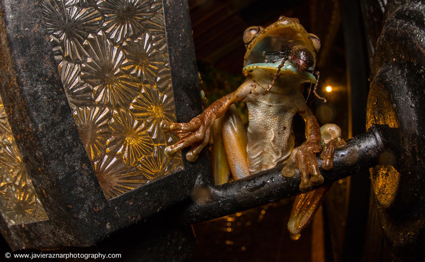 Javier Aznar fotografió en Ecuador a esta rana arbórea gladiadora luchando contra un escarabajo que se le estaba atragantando. Dos disparos más tarde, el escarabajo escapó evitando que la rana muriera ahogada. Con su instántanea, este biólogo madrileño de 28 años que quiere vivir de la fotografía de naturaleza se ha hecho un hueco (y ya son 3 veces en 4 años) en la Wildlife.