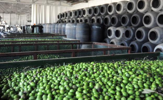 Los nuevos aranceles de EE UU podrían afectar a la exportación de 1,5 millones de kilos de aceituna extremeña