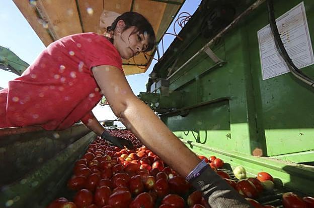 Recogida de tomate en las proximidades de Torrefresneda, entidad menor dependiente de Guareña. :: hoy