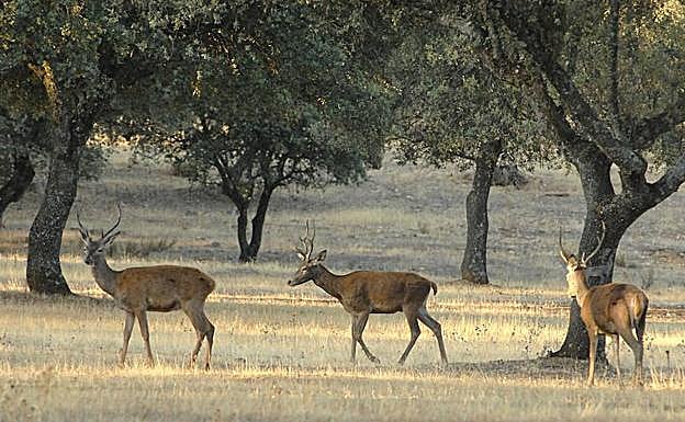 Ciervos en el Parque Natural de Monfragüe