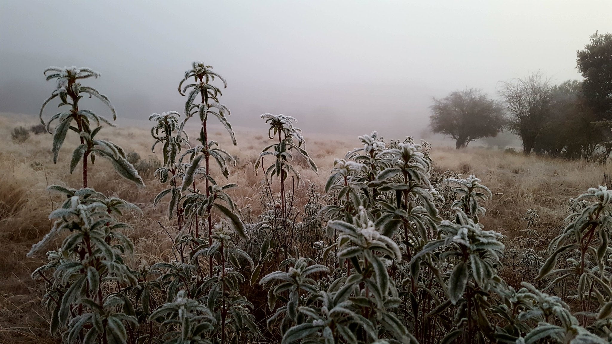 La masa de frío polar trae a Extremadura temperaturas bajo cero grados y bancos de niebla