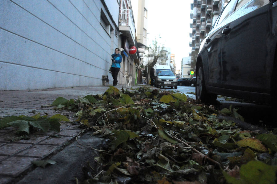Mérida registró vientos fuertes que provocaron caídas de ramas,alguna palmera y cortes de luz en el centro de la ciudad