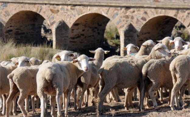 Corderos en una finca extremeña:: BRÍGIDO