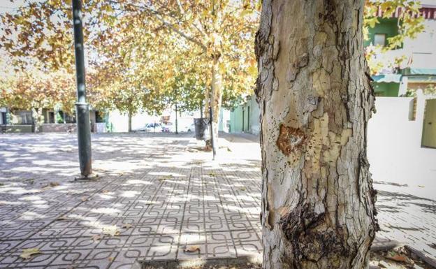 Plaza donde se produjo el tiroteo con el detalle de uno de los impactos en un árbol