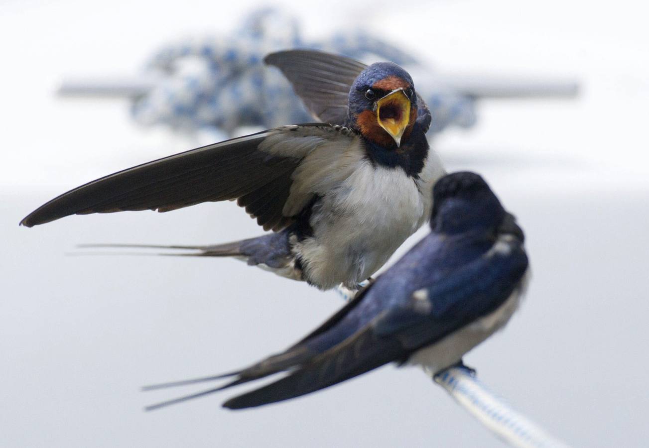 3- Según escritos antiguos, las golondrinas fueron expulsadas de la iglesia mayor de Alcántara a finales del siglo XVI al ser amenzadas con ser excomulgadas