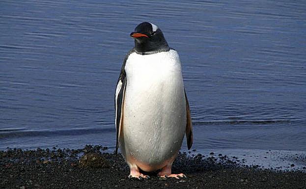 Imagen de archivo de un pingüino de Pico Rojo, fotografíado en la base de Isla Decepción