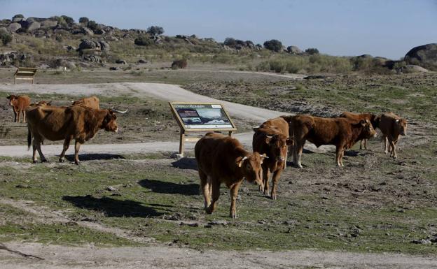 Las vacas están en las proximidades de la charca. :: LORENZO CORDERO