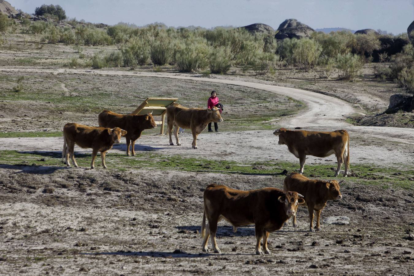 Los turistas que llegan al Barrueco de Arriba para ver el escenario de la gran batalla se encuentran el campo lleno de vacas
