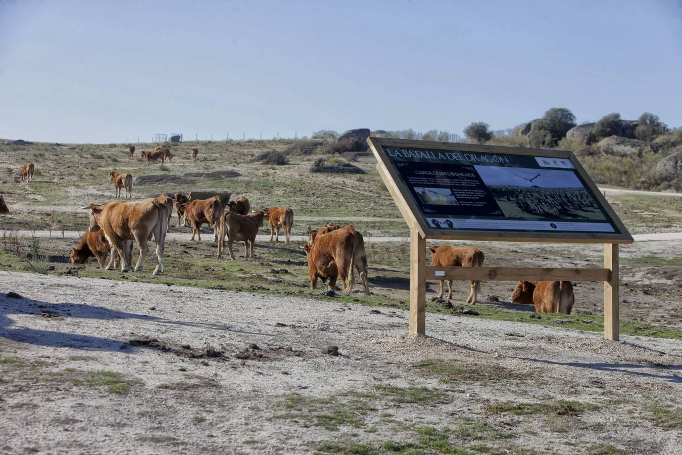 Los turistas que llegan al Barrueco de Arriba para ver el escenario de la gran batalla se encuentran el campo lleno de vacas