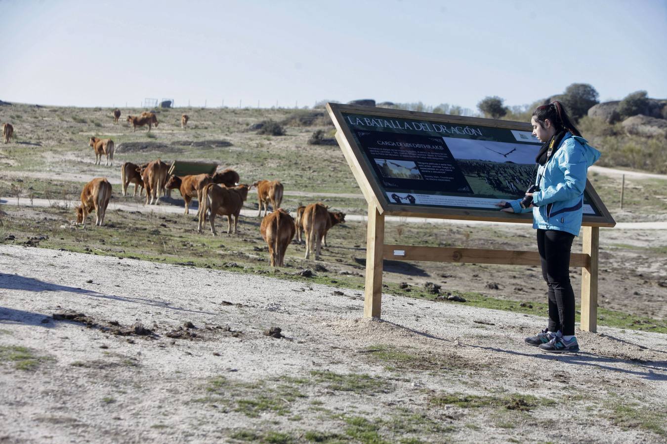 Los turistas que llegan al Barrueco de Arriba para ver el escenario de la gran batalla se encuentran el campo lleno de vacas