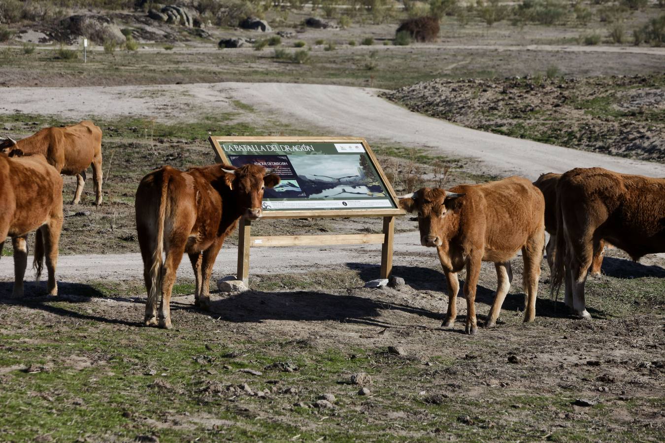 Los turistas que llegan al Barrueco de Arriba para ver el escenario de la gran batalla se encuentran el campo lleno de vacas