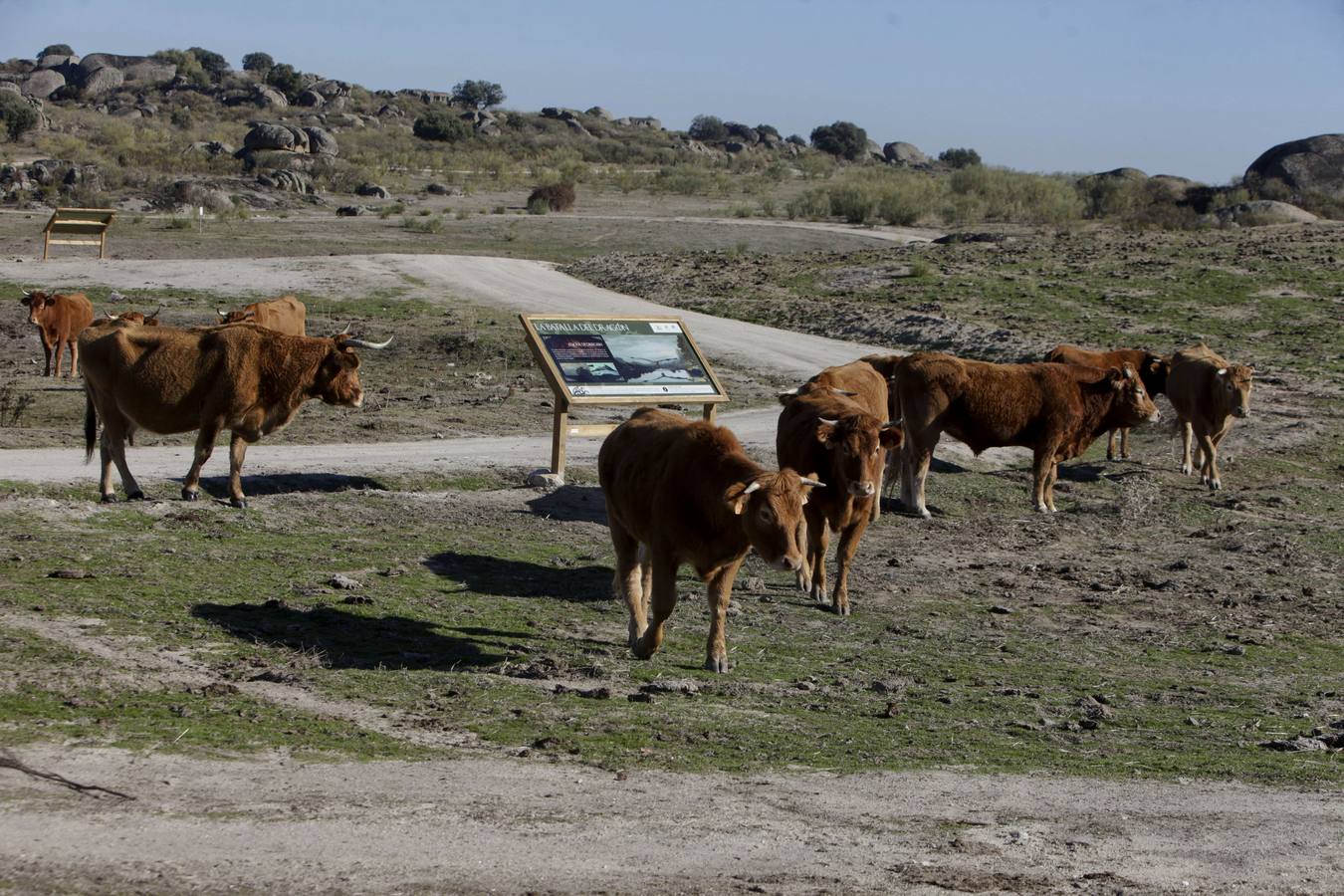 Los turistas que llegan al Barrueco de Arriba para ver el escenario de la gran batalla se encuentran el campo lleno de vacas