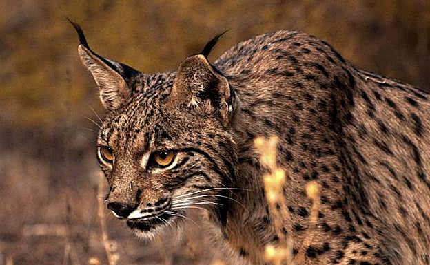 Lince ibérico:. HOY