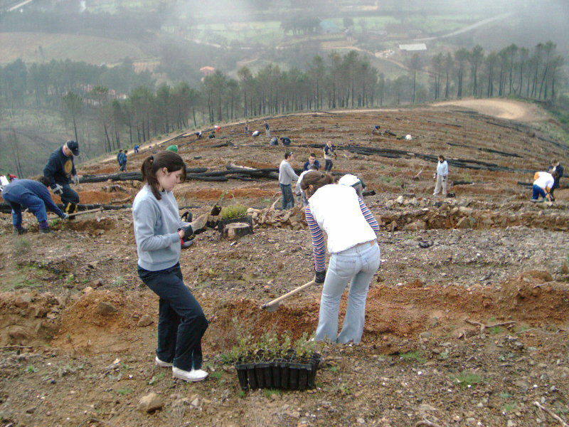 Voluntarios en una pasada edición de Plantabosques:: HOY