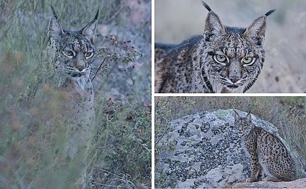Imágenes de los linces Mostaza y Nautilus 